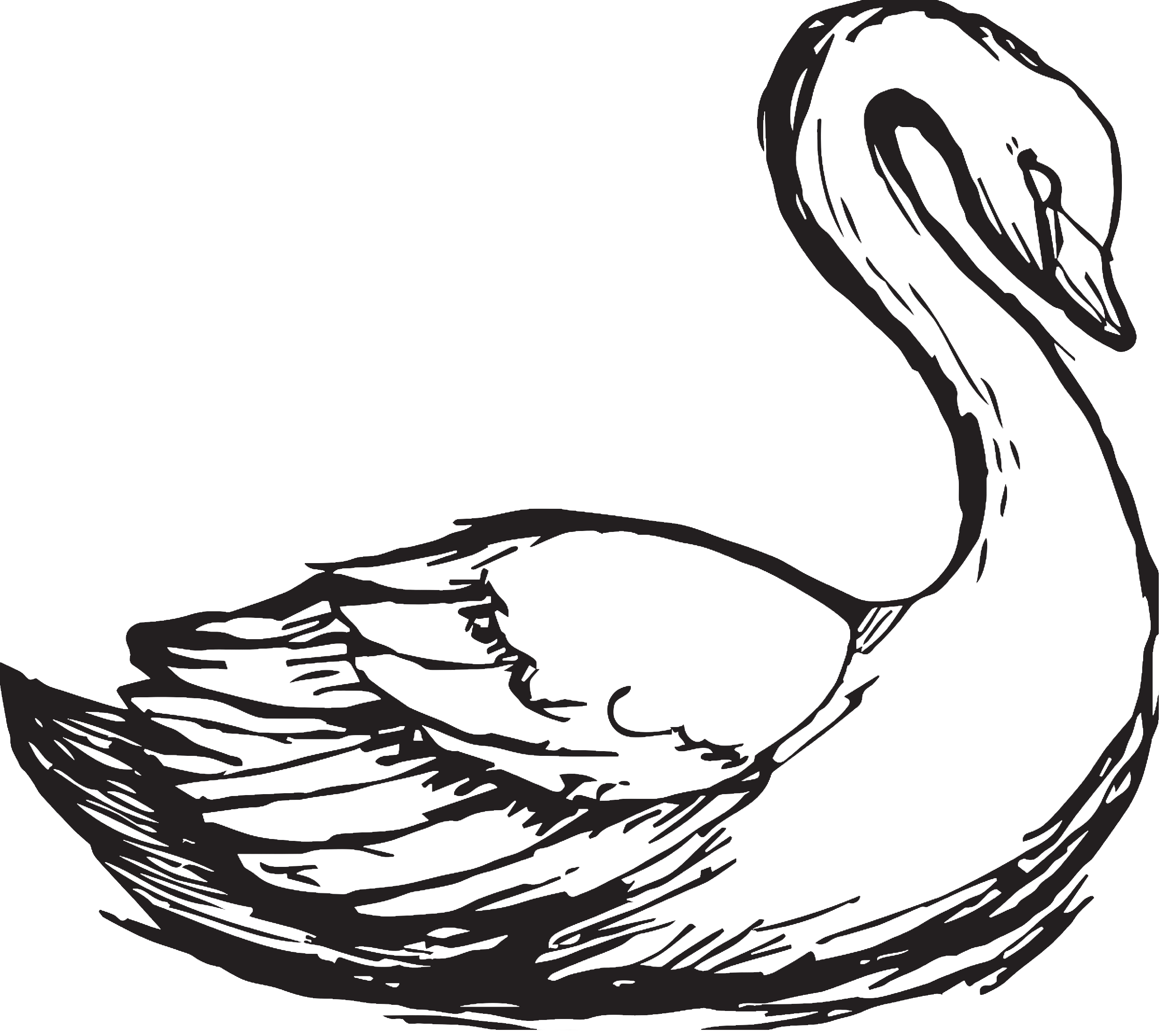 The Swan