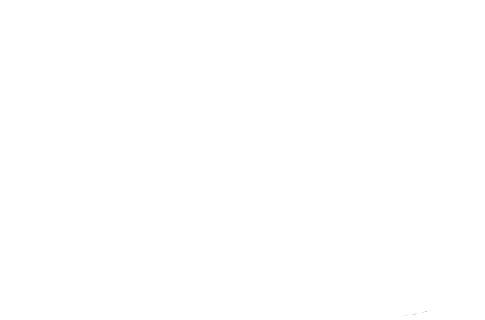The Curious Fox